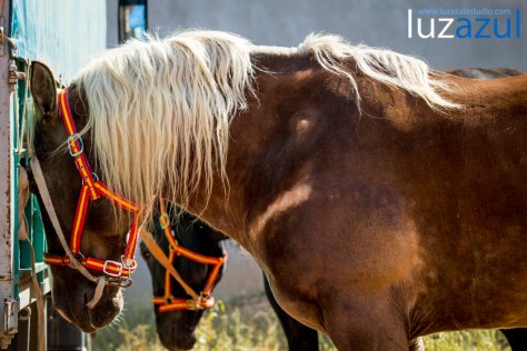 Competición de tiro y Arrastre en les Festes de Sant Vicent de la Vall d'Uixó 2014. Foto Raúl Rubio (luzazul estudio)