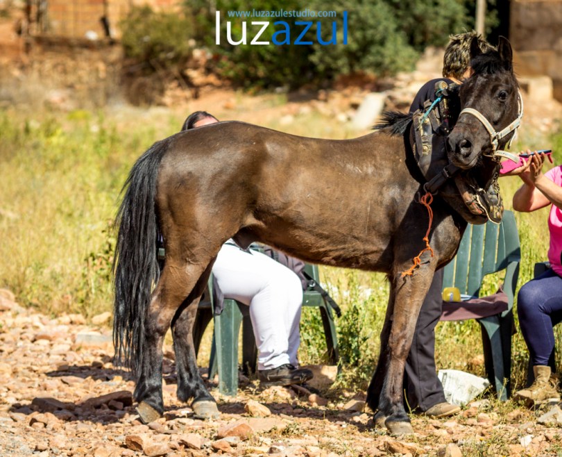 Competición de tiro y Arrastre en les Festes de Sant Vicent de la Vall d'Uixó 2014. Foto Raúl Rubio (luzazul estudio)