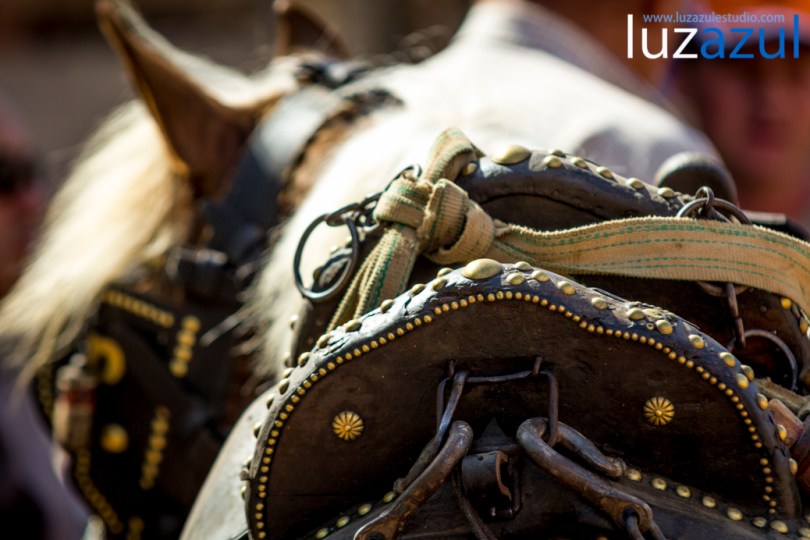 Competición de tiro y Arrastre en les Festes de Sant Vicent de la Vall d'Uixó 2014. Foto Raúl Rubio (luzazul estudio)