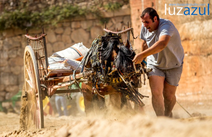 Competición de tiro y Arrastre en les Festes de Sant Vicent de la Vall d'Uixó 2014. Foto Raúl Rubio (luzazul estudio)