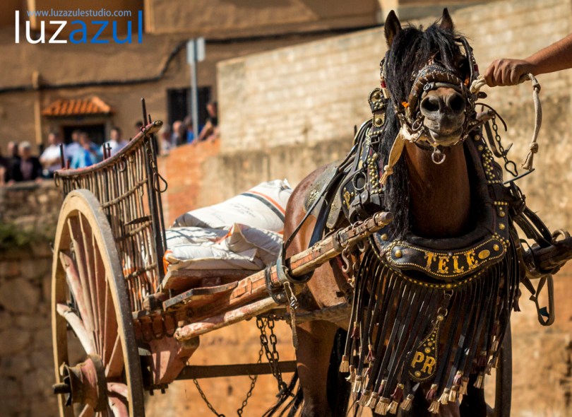 Competición de tiro y Arrastre en les Festes de Sant Vicent de la Vall d'Uixó 2014. Foto Raúl Rubio (luzazul estudio)