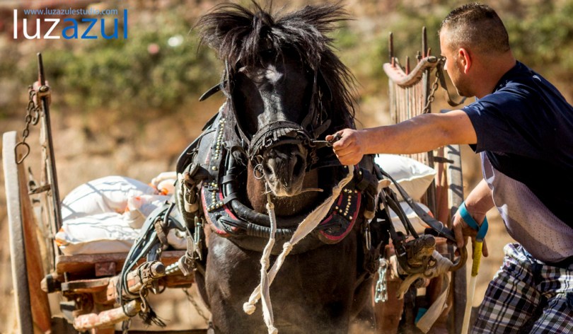Competición de tiro y Arrastre en les Festes de Sant Vicent de la Vall d'Uixó 2014. Foto Raúl Rubio (luzazul estudio)