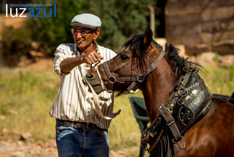 Competición de tiro y Arrastre en les Festes de Sant Vicent de la Vall d'Uixó 2014. Foto Raúl Rubio (luzazul estudio)