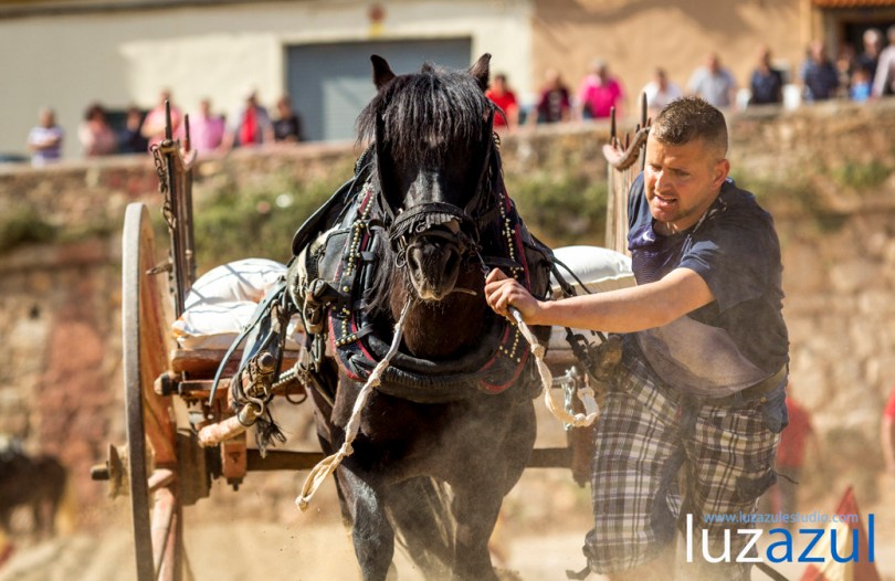 Competición de tiro y Arrastre en les Festes de Sant Vicent de la Vall d'Uixó 2014. Foto Raúl Rubio (luzazul estudio)