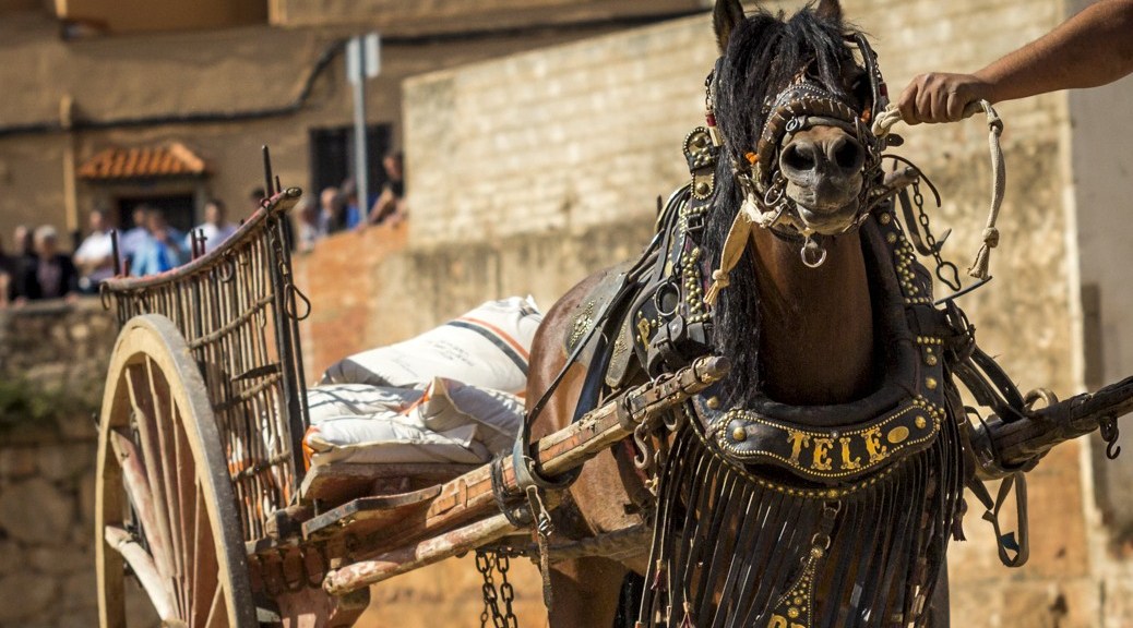 Competición tiro y arrastre Festes Sant Vicent Ferrer la Vall d'Uixó 2014 fotos Raúl Rubio luzazul estudio