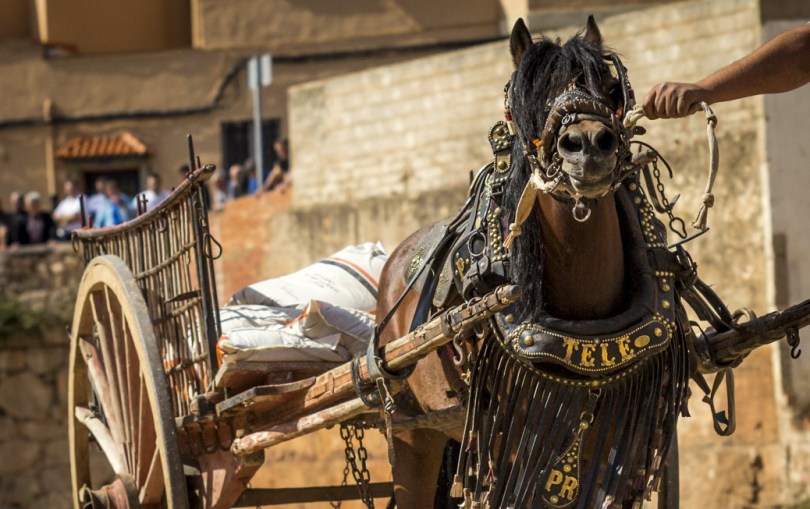 Competición tiro y arrastre Festes Sant Vicent Ferrer la Vall d'Uixó 2014 fotos Raúl Rubio luzazul estudio