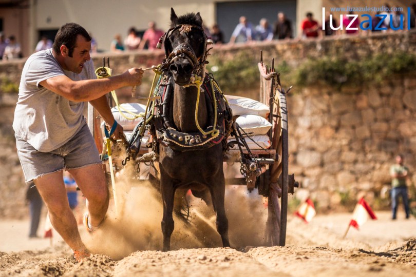 Competición de tiro y Arrastre en les Festes de Sant Vicent de la Vall d'Uixó 2014. Foto Raúl Rubio (luzazul estudio)